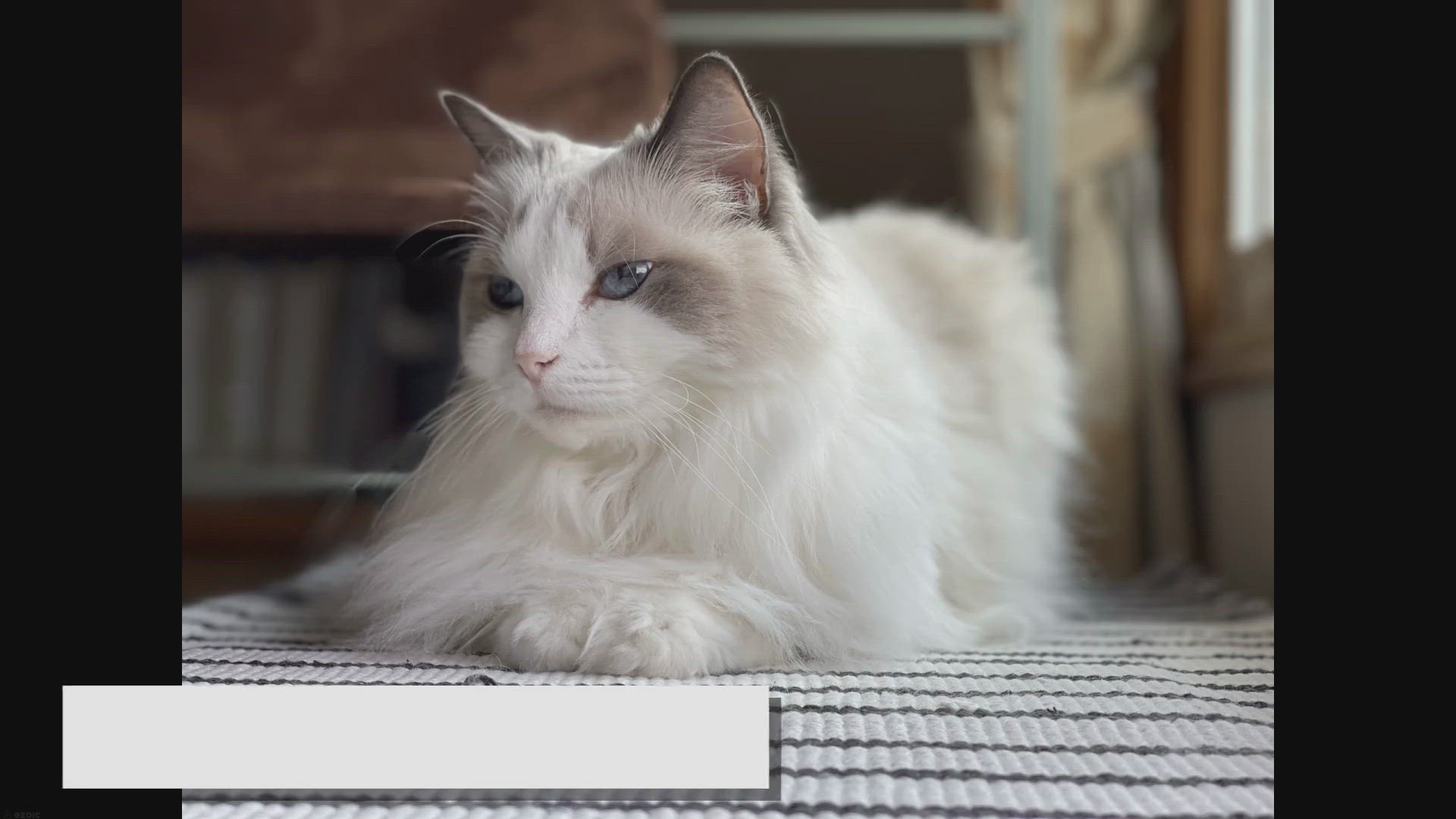 Video thumbnail for The Rising Popularity of Ragdoll Cats: A Feline Phenomenon