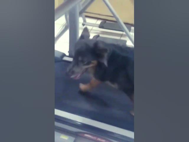 'Video thumbnail for #Minin Pastor-alemão na Esteira'