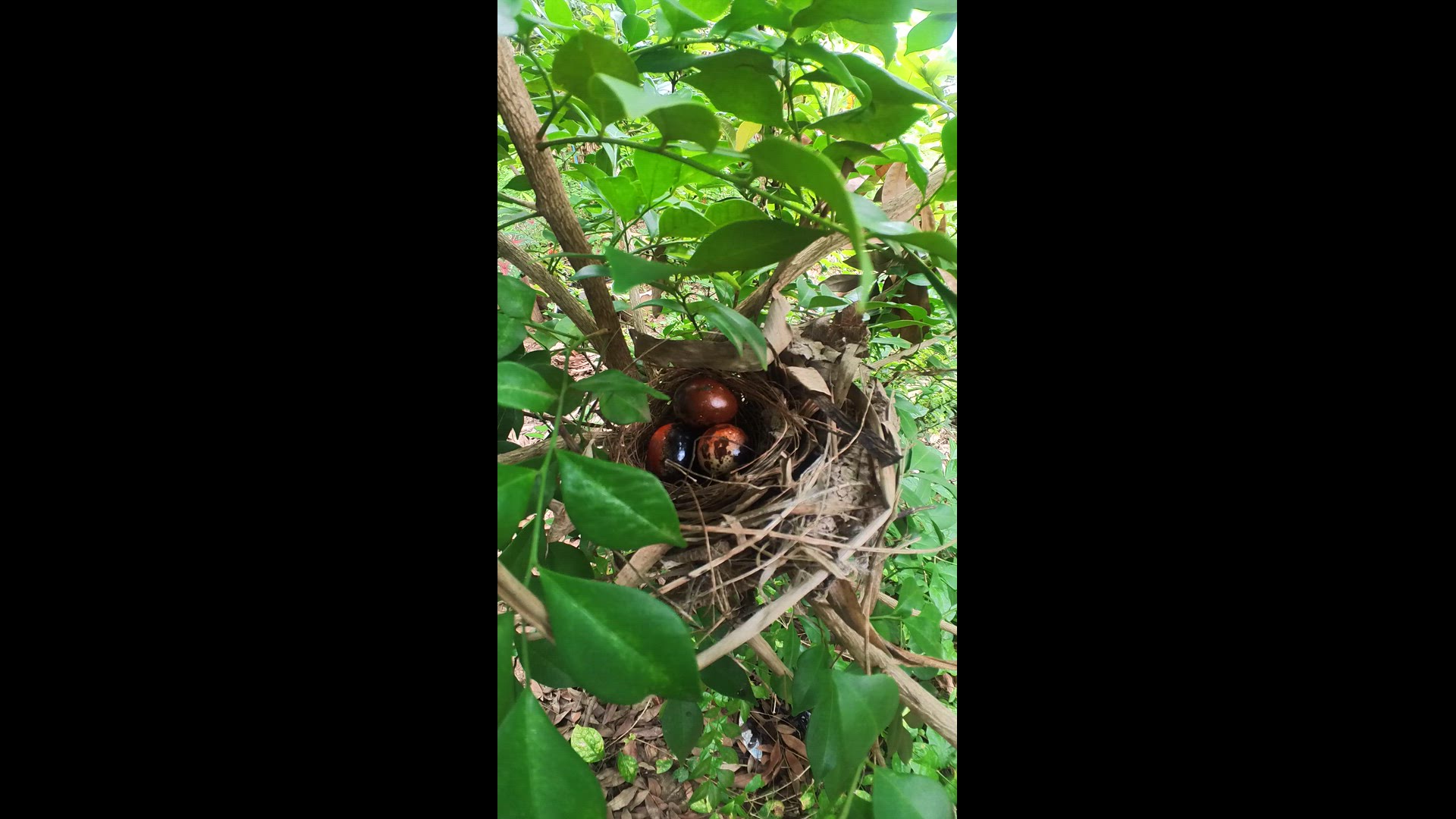 Video thumbnail for The nest and Eggbird #babybird #dove #dovebird #nestbird #shortbird #nestdove #birdeat #birdfeed