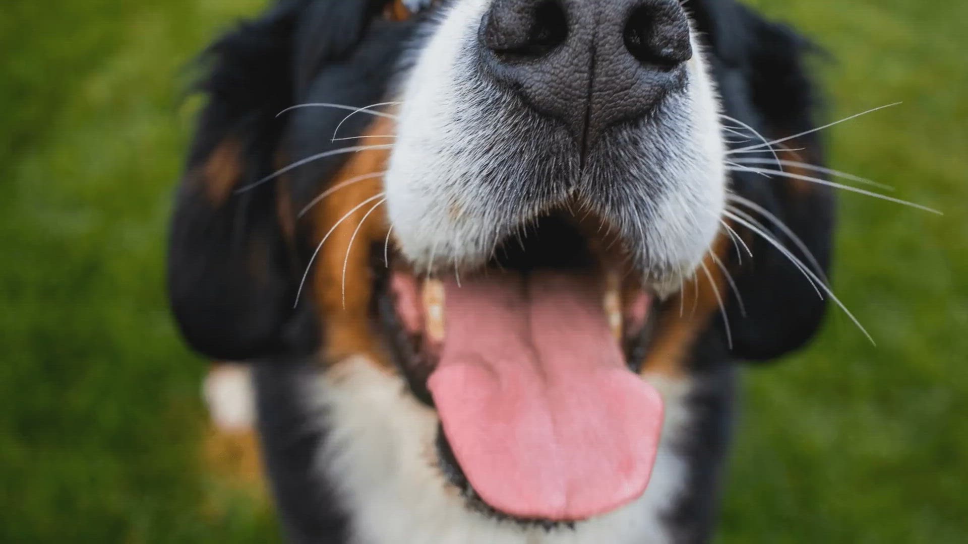 'Video thumbnail for Is the Bernese Mountain Dog Your Dream Pet?'