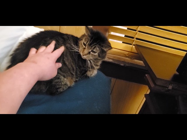 Video thumbnail for mreow