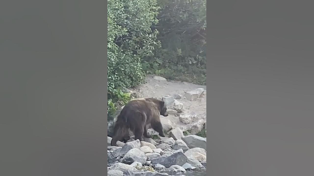 Video thumbnail for Big Bear Stops Fishermen - Mammoth Lakes California #shorts