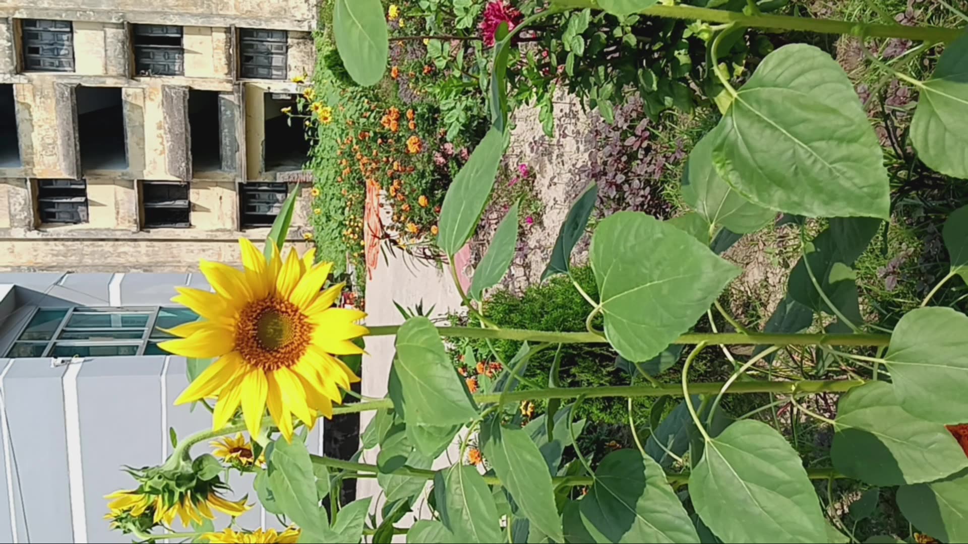 Video thumbnail for 1000091956