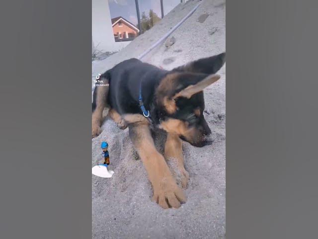 'Video thumbnail for #puppylove #germanshepherd #happydog #dog #gsdpuppy #gsd'