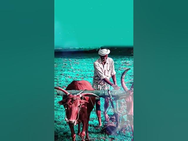 Video thumbnail for ❤️‍🩹🙏ರೈತ ✨🥀#farmer #farmerlife#instagram #karnataka #viral #kannada