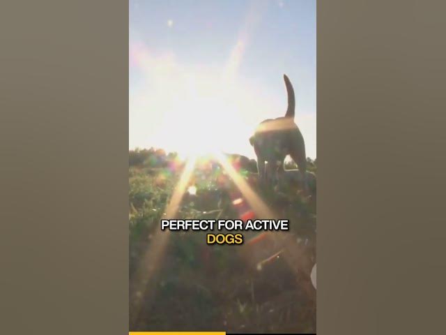 'Video thumbnail for Improving energy and vitality'