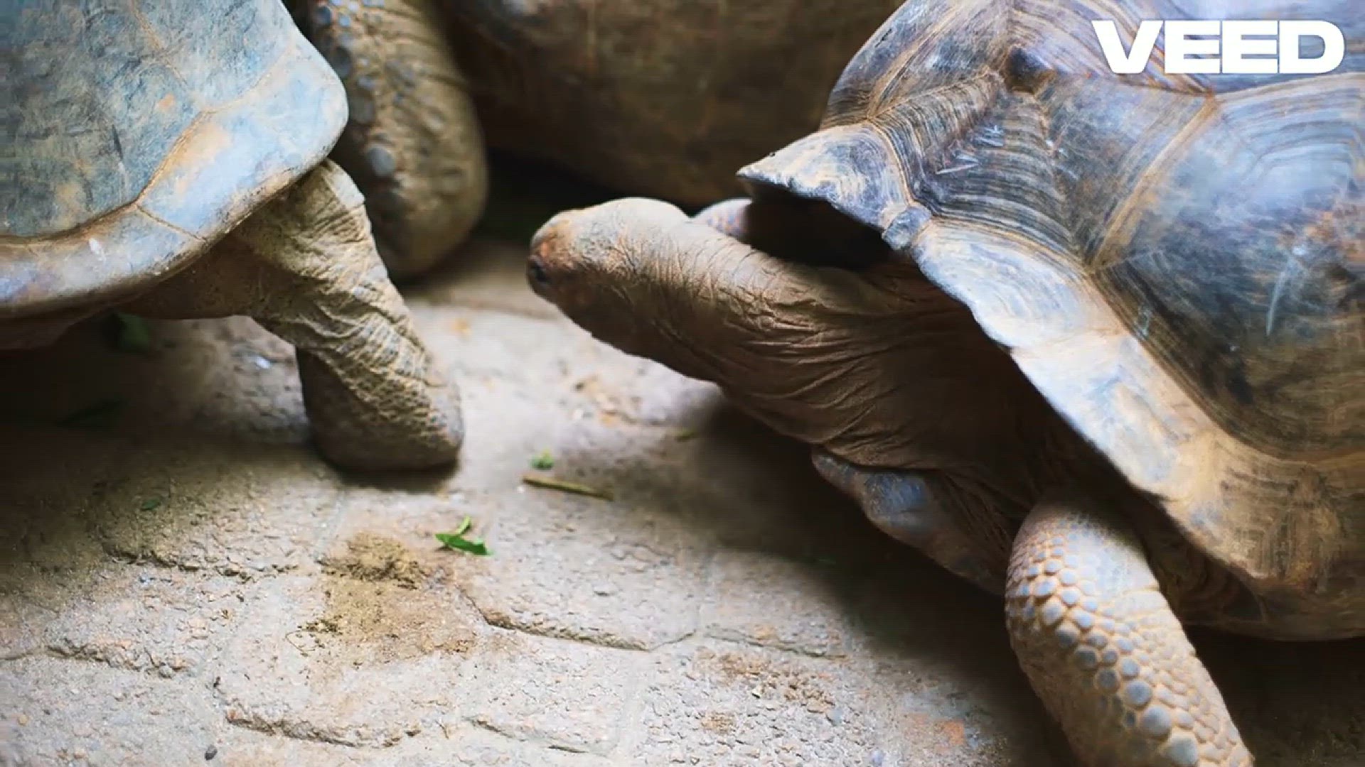 Video thumbnail for Alligator Snapping Turtle: The Dinosaur of Freshwater