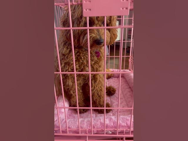 Video thumbnail for My dogs glow up!!!