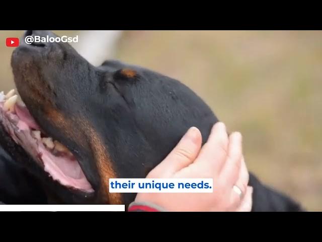 'Video thumbnail for German Shepherd Vs Rottweiler 1'