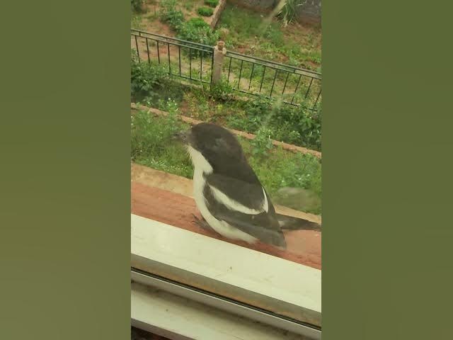 Video thumbnail for My Morning Alarm at My Bedroom Window