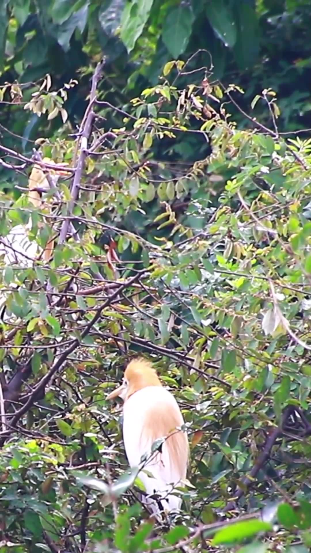 'Video thumbnail for Cute of bird  #nest'