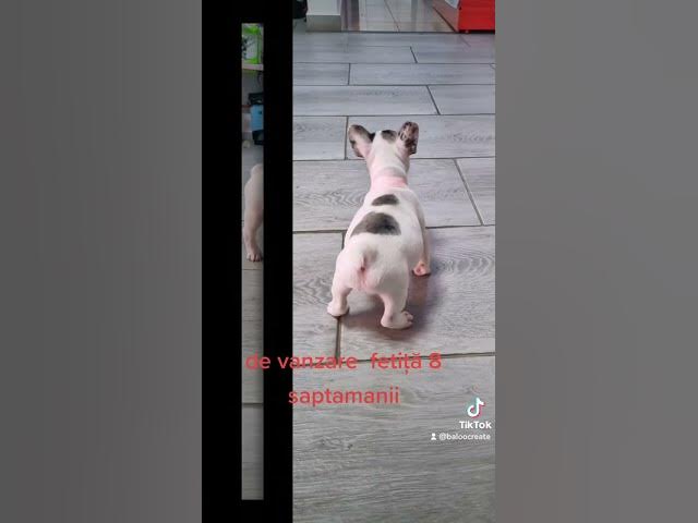 'Video thumbnail for for sell puppy'