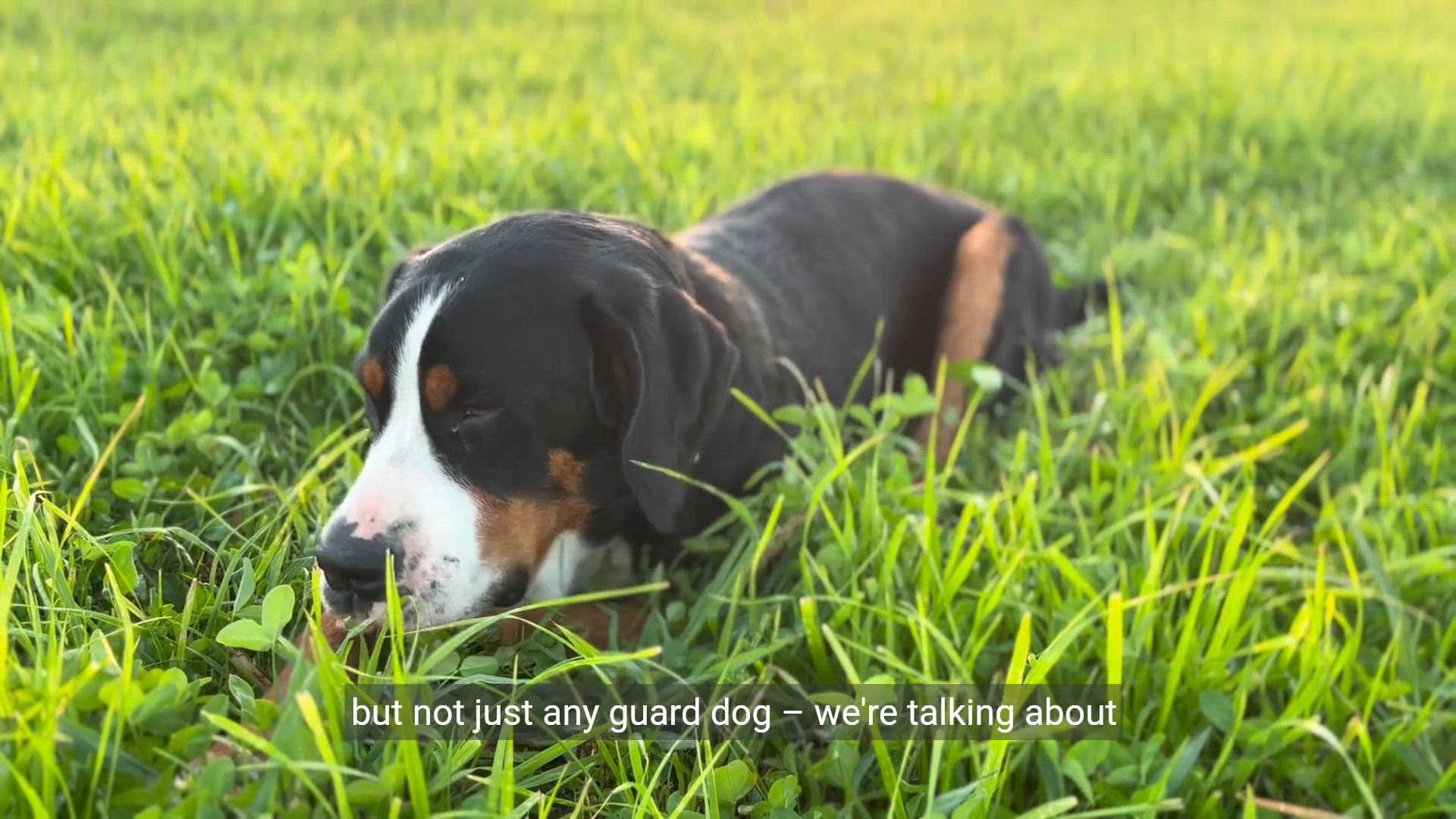 Video thumbnail for Most Wanted Guard Dog in the World