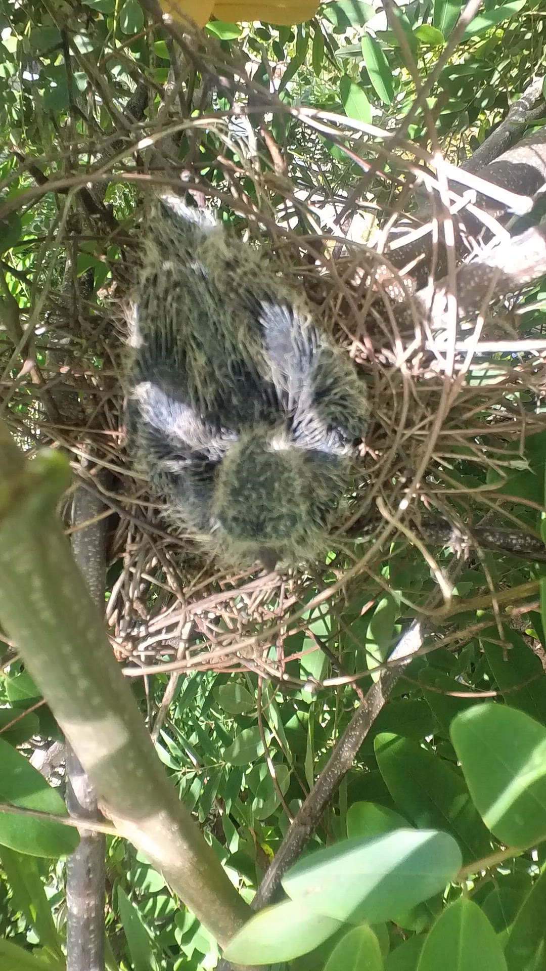 Video thumbnail for Wow baby birds dove #babybird #dove #dovebird #nestbird #shortbird #nestdove #birdeat #birdfeed