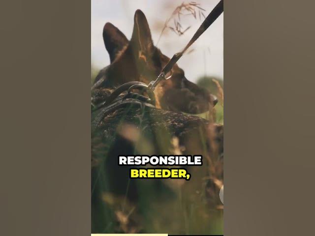 'Video thumbnail for Welcoming an Incredible Canine'