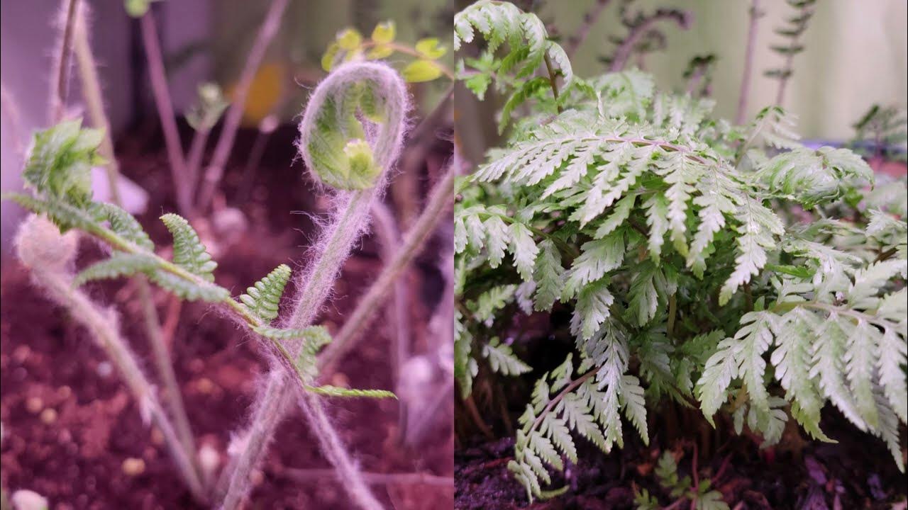 'Video thumbnail for How to start ferns from bareroot tubers'