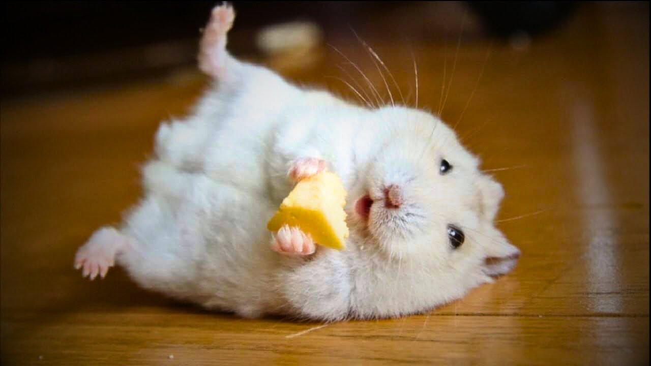 Video thumbnail for 🐹Signs to Look Out For That Show Your Hamster is HAPPY 🐹