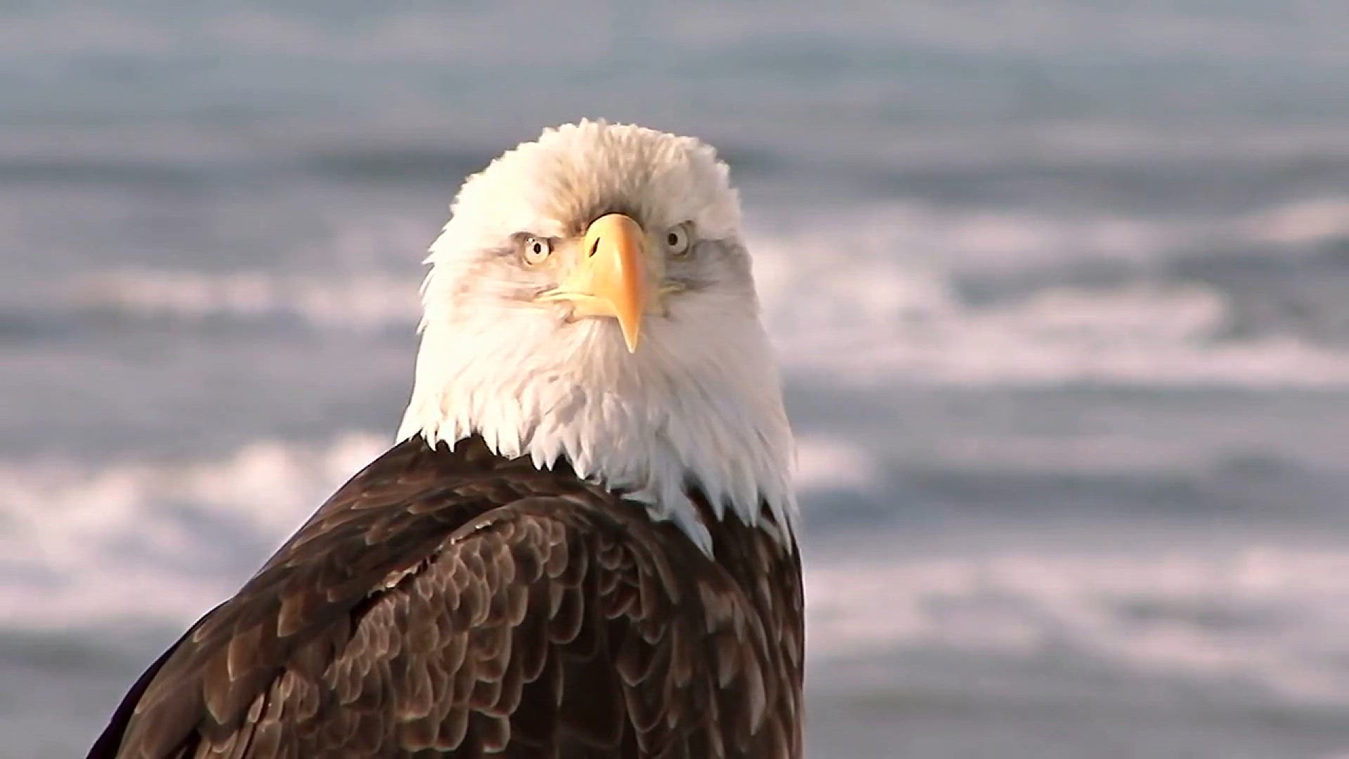 'Video thumbnail for Bald Eagle The Majestic National Bird of the U.S. – Why It Represents America!'