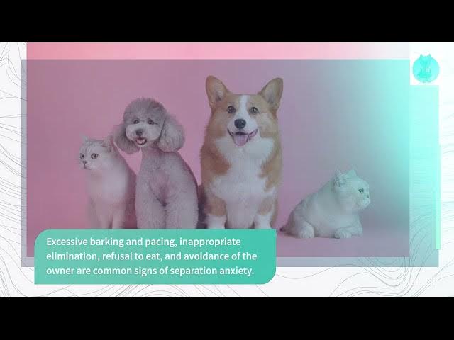'Video thumbnail for Is Your Pet Stressed Out? 5 Ways to Tell if Your Animal Has Anxiety'