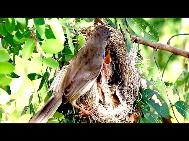 Video thumbnail for In field nest wild bird here, Momy's bird feeding it