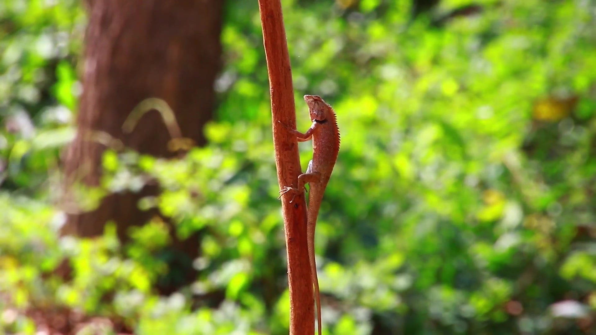 'Video thumbnail for Amazing of lak - Gain Lizard | EP-01'
