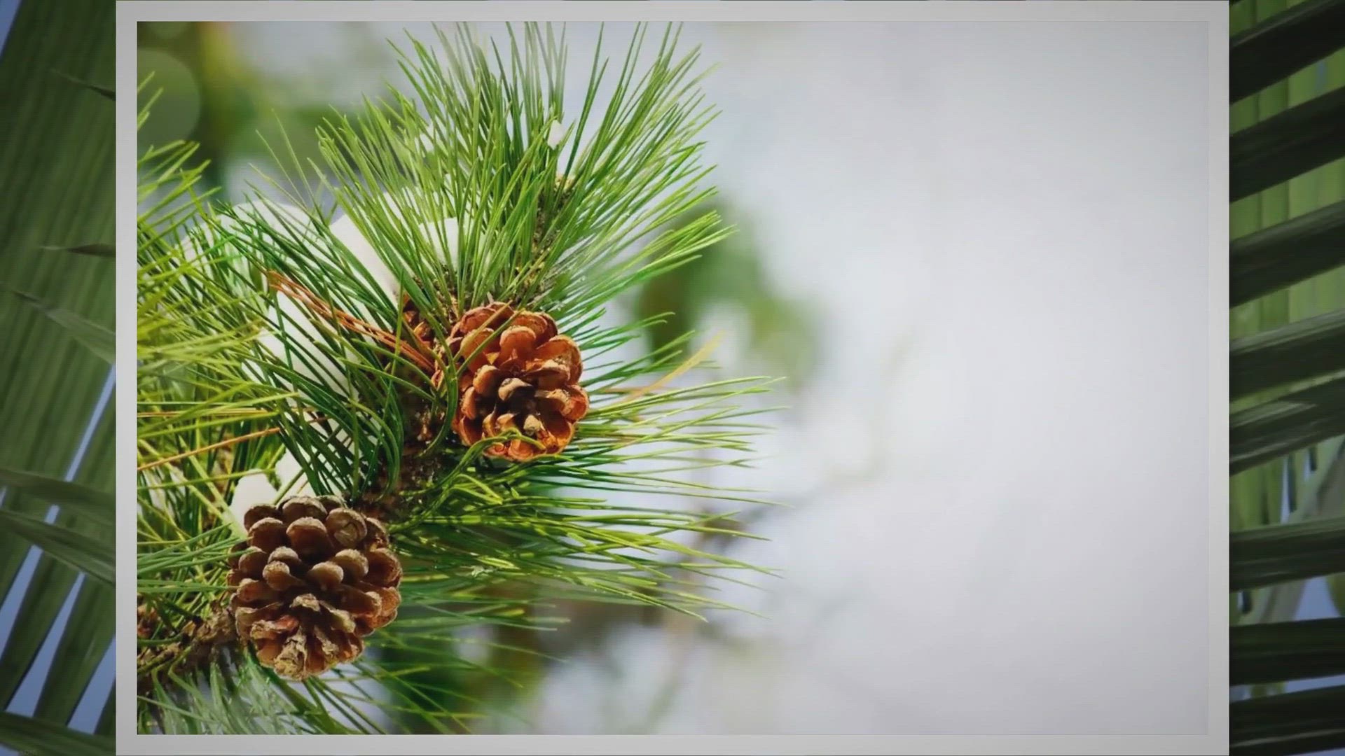 Video thumbnail for 10 Mind-Blowing Ways to Utilize Palm Trees You Never Knew!