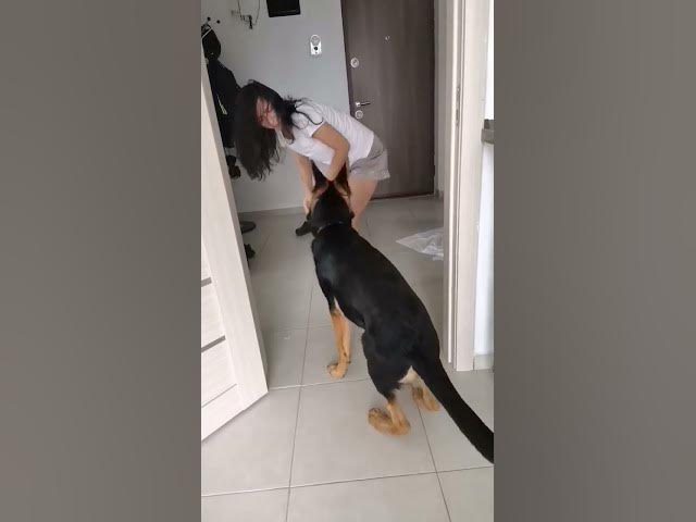'Video thumbnail for #dog #gsd #gsdpuppy #happy #happydog #love #germanshepherd #baloocreate'
