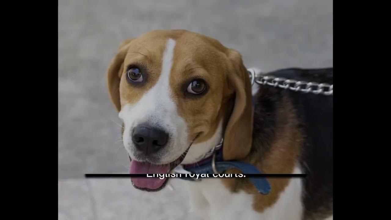 Video thumbnail for History of Beagle