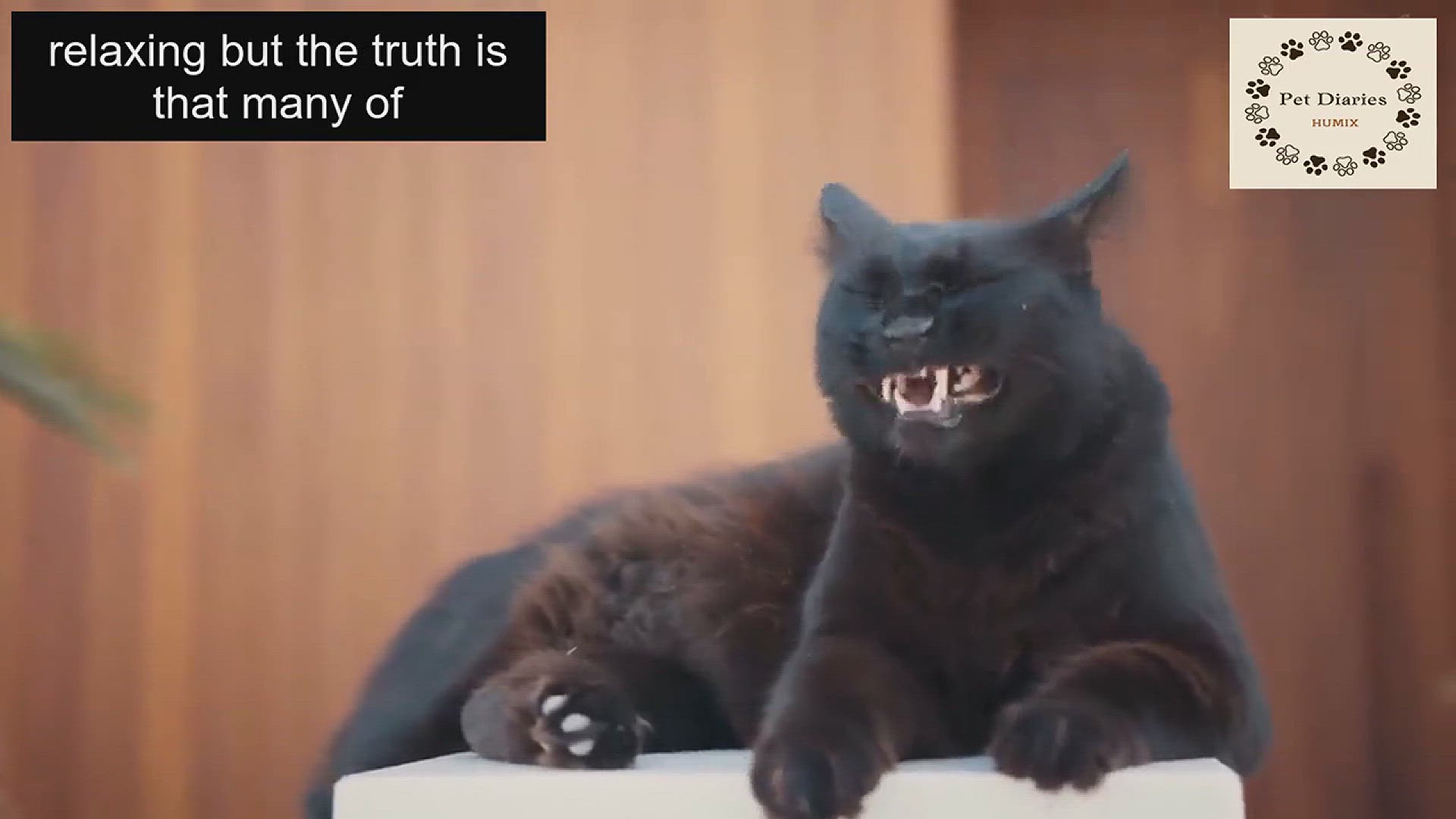 Video thumbnail for Never do These 11 Things That Hurt Your Cat!