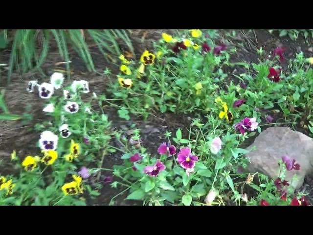 Video thumbnail for Bloom N Pie Days