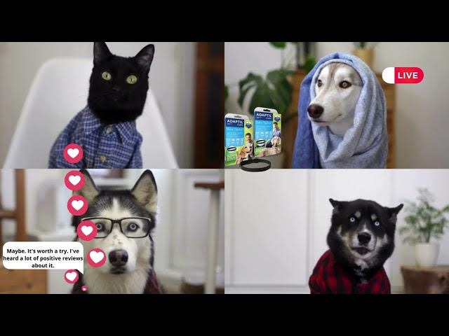 'Video thumbnail for The ADAPTIL® Calm https://tidd.ly/3wuUA9b❣️'