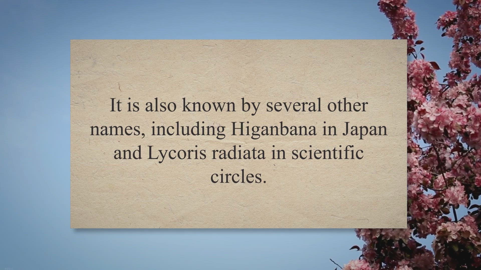 Video thumbnail for The Enigmatic Red Spider Lily: Exploring Its Symbolism and Significance for Gardeners