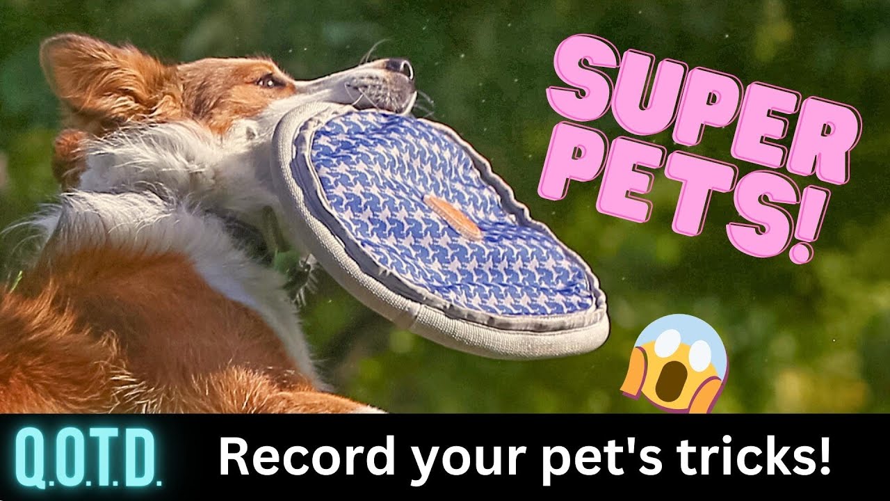 Video thumbnail for Tricky Rabbits… and more! Today’s QOTD Question (Record with link below & be on air!)