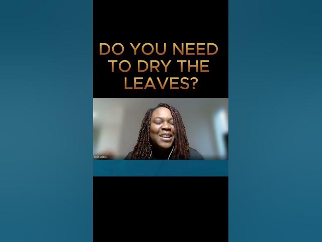 Video thumbnail for Soursop Tea: Do You Need to Dry Soursop Leaves? #shorts #soursoptea #soursop