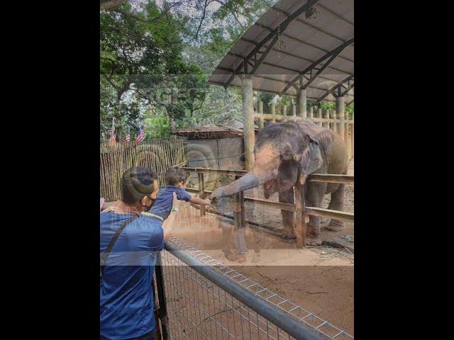Video thumbnail for Zoo Melaka 2020 ada Dinasour Park