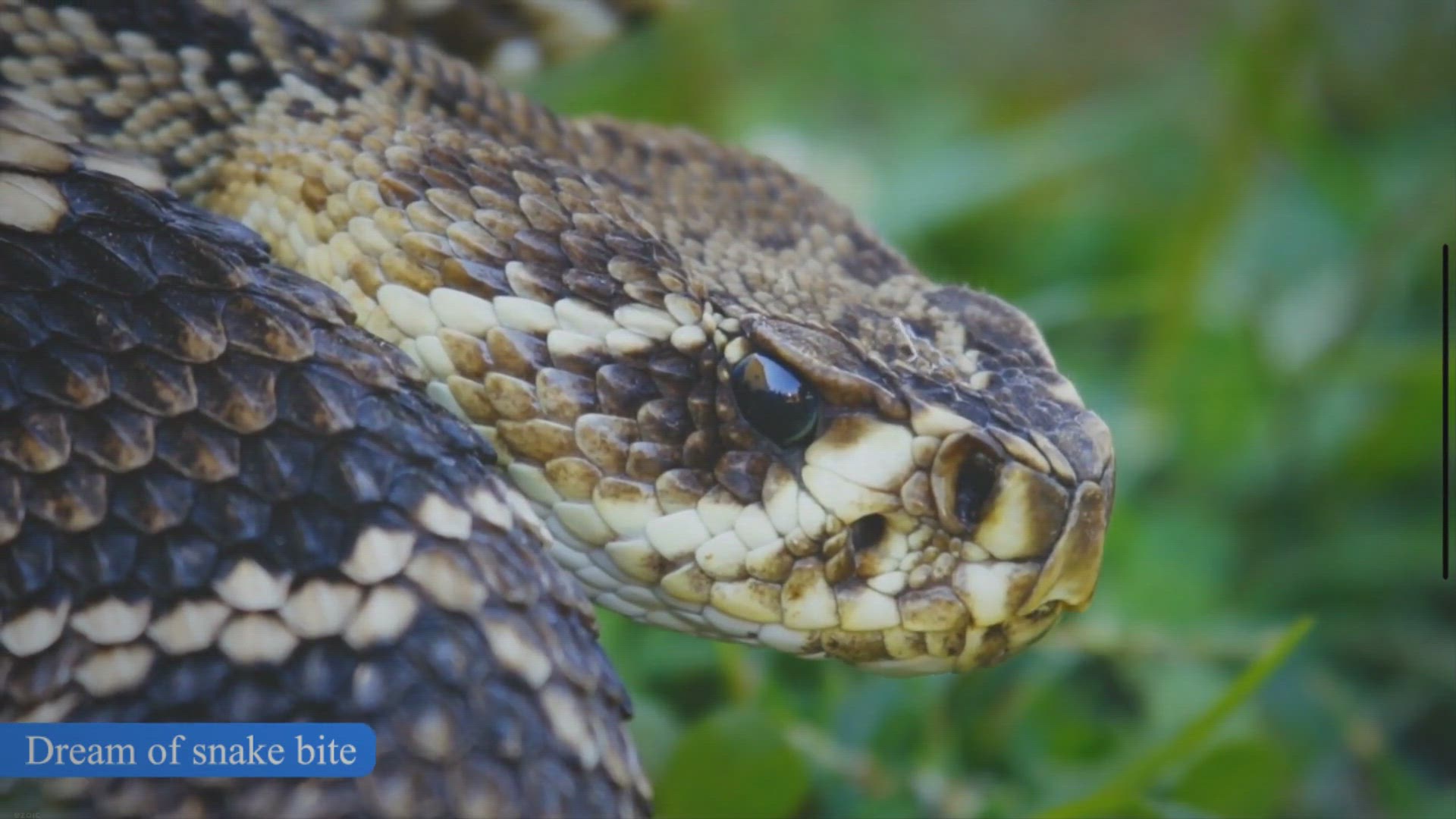 Video thumbnail for Dream of snake biting