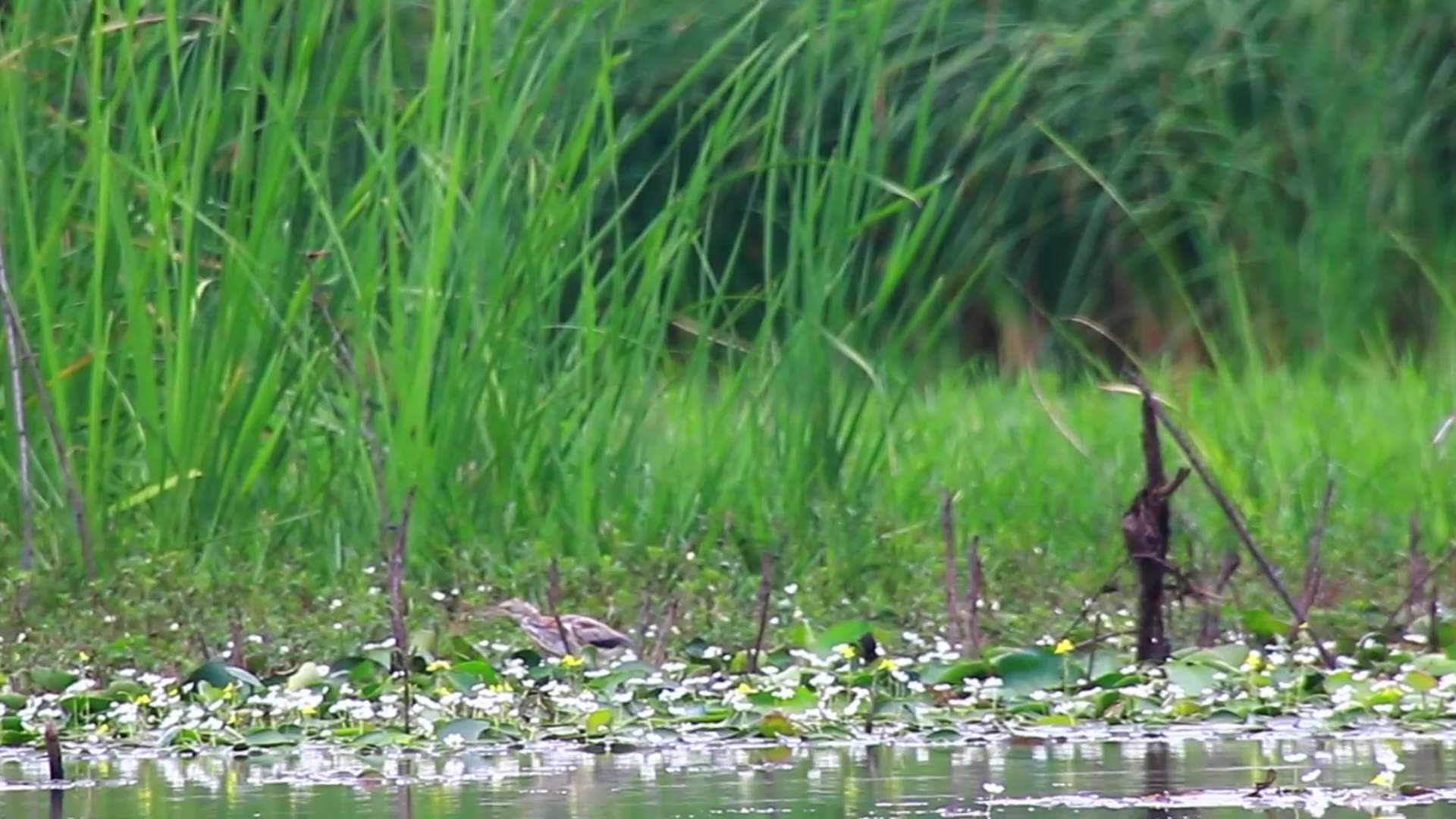 'Video thumbnail for Amazing of lake - Underwater on lake small bird life here  | EP-02'
