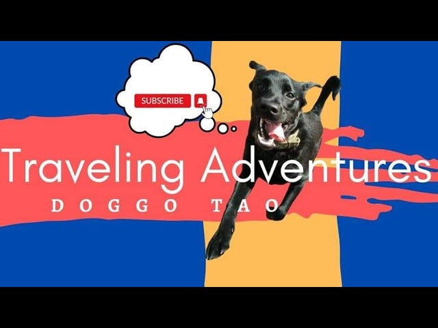 Video thumbnail for What is happiness: Summer with your dog!