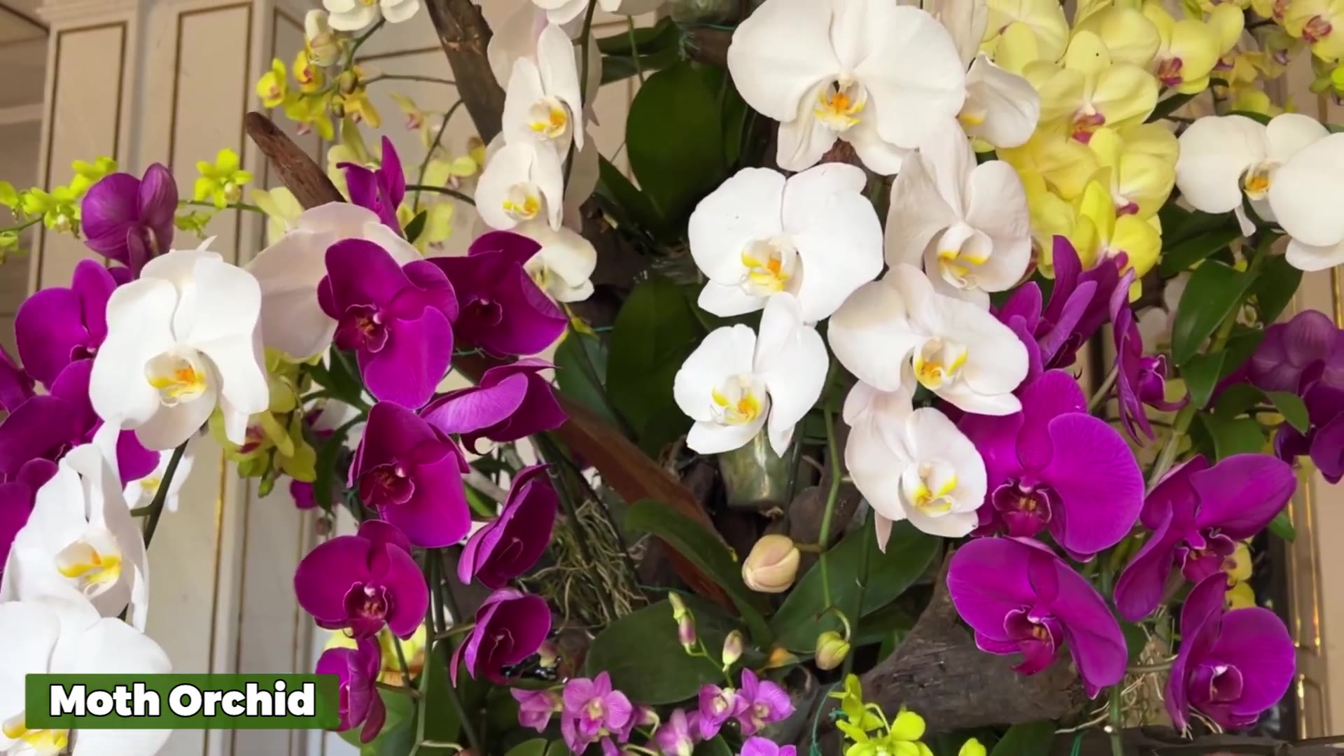 Video thumbnail for 12 Orchids Heaven That will Bloom Your House