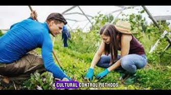 'Video thumbnail for Unearthing the Truth: 10 Surprising Fun Facts About Weeding | Discovering the Secrets of Gardens'