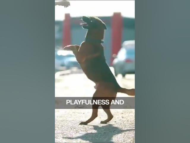 'Video thumbnail for German Shepherd Vs Rottweiler 5'