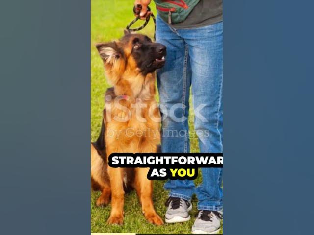 'Video thumbnail for This could be an interesting topic for many of you are German Shepherds aggressive'