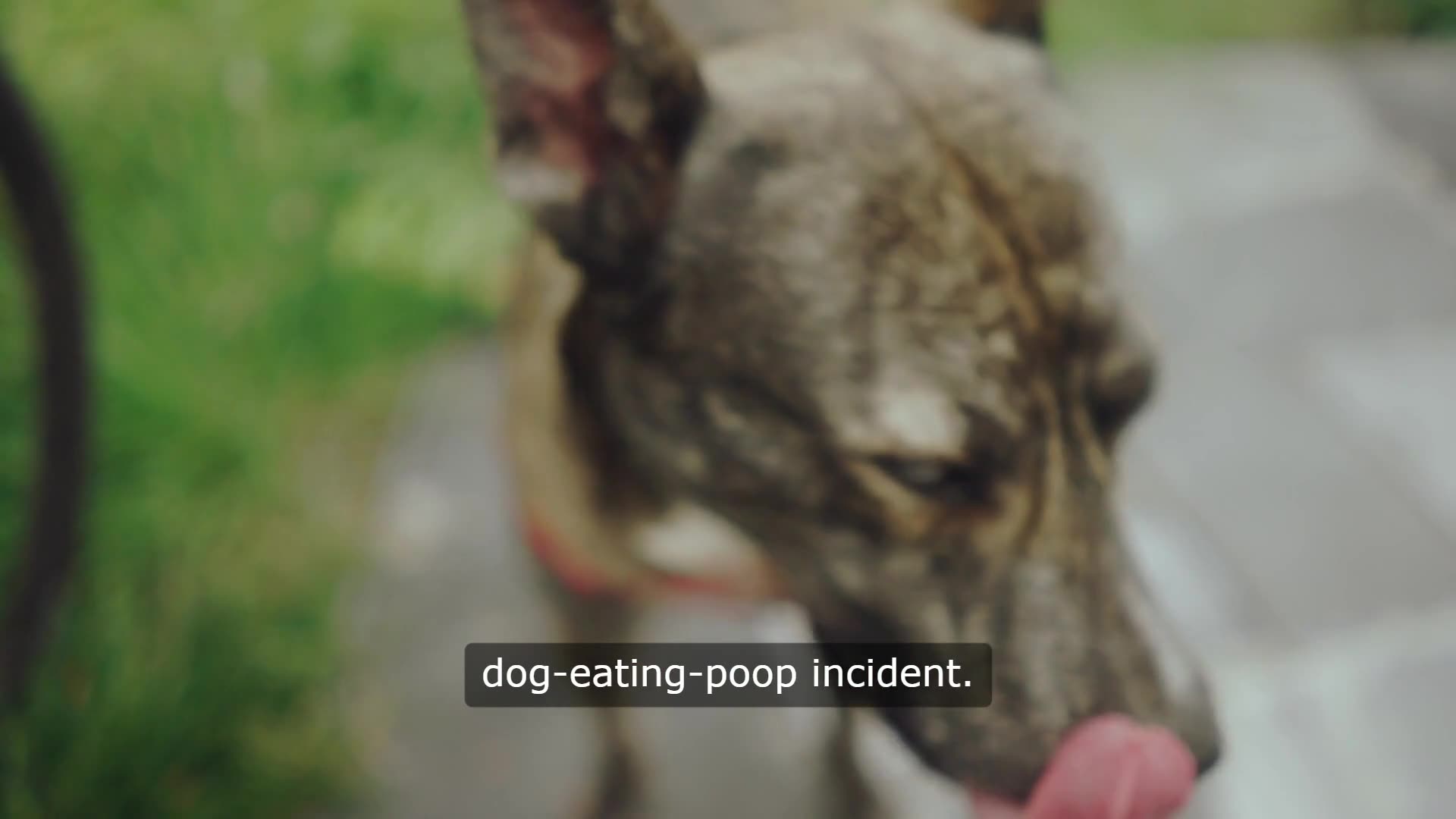 Video thumbnail for When Your Dog's Palate Exceeds Your Own: A Journey Through the World of Poop Snacking