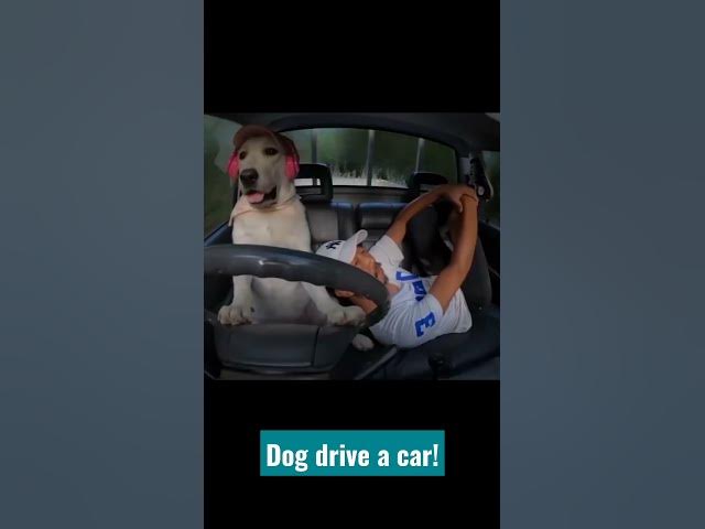 'Video thumbnail for Dog Drive a Car #dogdrive #cardogotwings #drivingdog #dogdriver #doggo #happydogs'