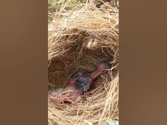 'Video thumbnail for Baby Wild Bird Golden Bird in nest  EP#014 #birds #avian #babyanimal #wildbirdlife #babybird'