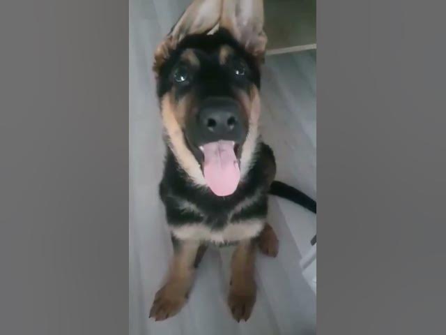 'Video thumbnail for #happydog #happy #dog #germanshepherd #gsdpuppy #gsd'