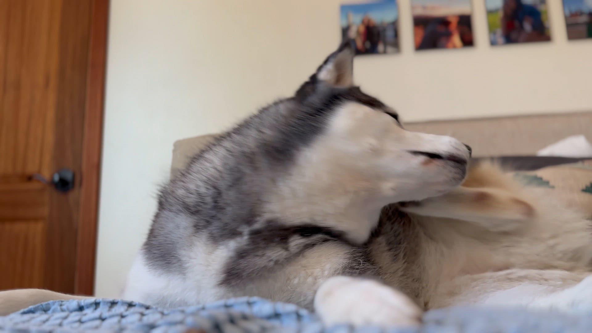 Video thumbnail for IMG_7691