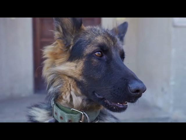 'Video thumbnail for Are German Shepherd Herding Dogs?'