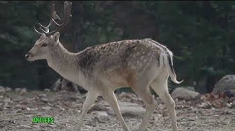 'Video thumbnail for "Discovering Deer: 10 Surprising Fun Facts about These Majestic Creatures | Wildlife Insights"'