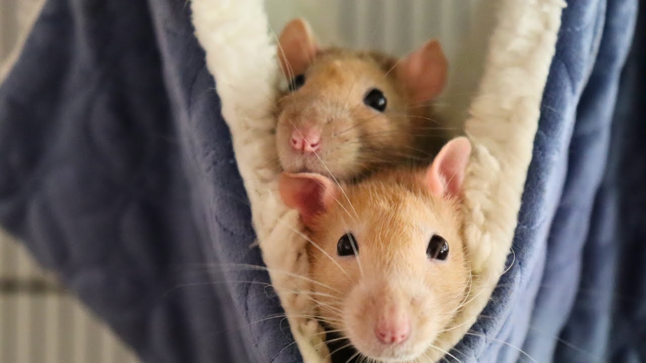 Video thumbnail for Debunking Common Misconceptions About Pet Rats!